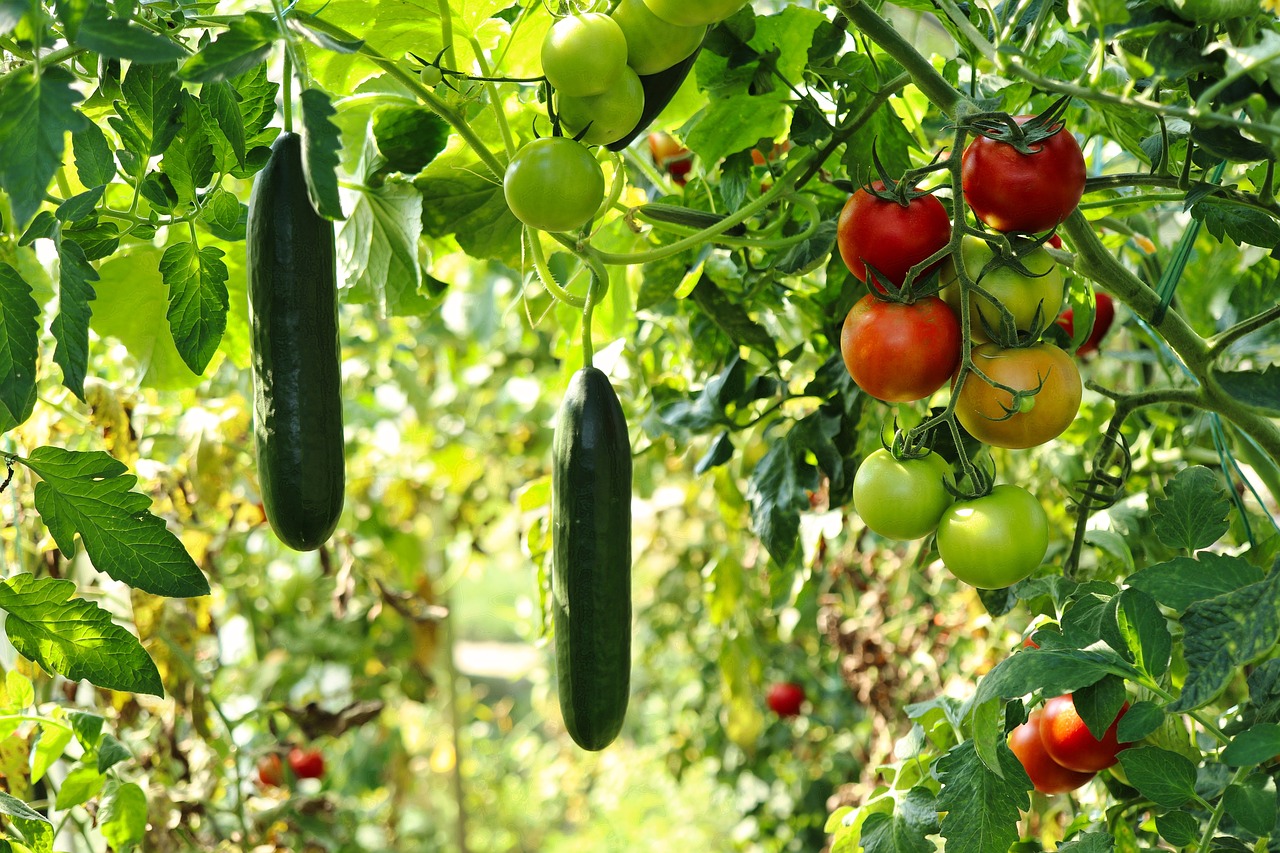 Jardins partagés : Une solution écologique et sociale soutenue par les collectivités 🌱