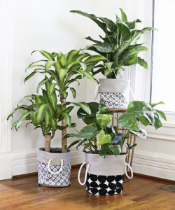 Ajouter des plantes pour une ambiance naturelle