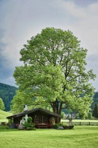 Arbres gratuits : votre commune en distribue peut-être — voici comment en bénéficier