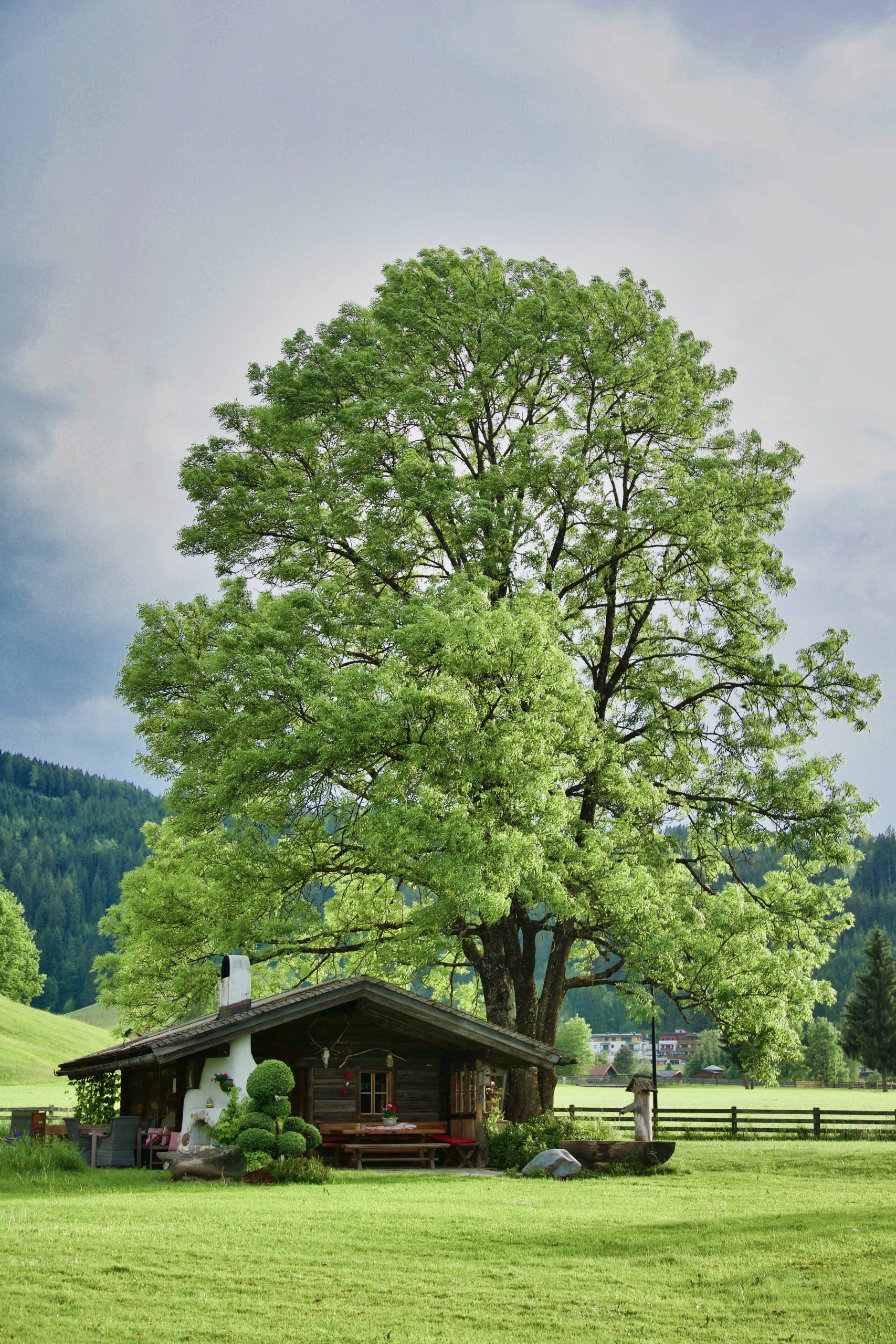 Arbres gratuits : votre commune en distribue peut-être — voici comment en bénéficier